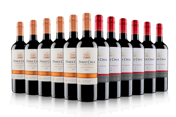 Vineyard Focus - Perez Cruz